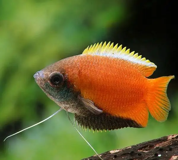 Vibrant aquarium with Honey Gourami fish and LED lighting